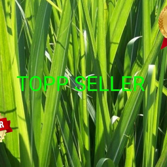 Gambar 1000 GRAM DAUN TEBU (PREMIUM QUALITY) dari TOPP SELLER undefined Tokopedia