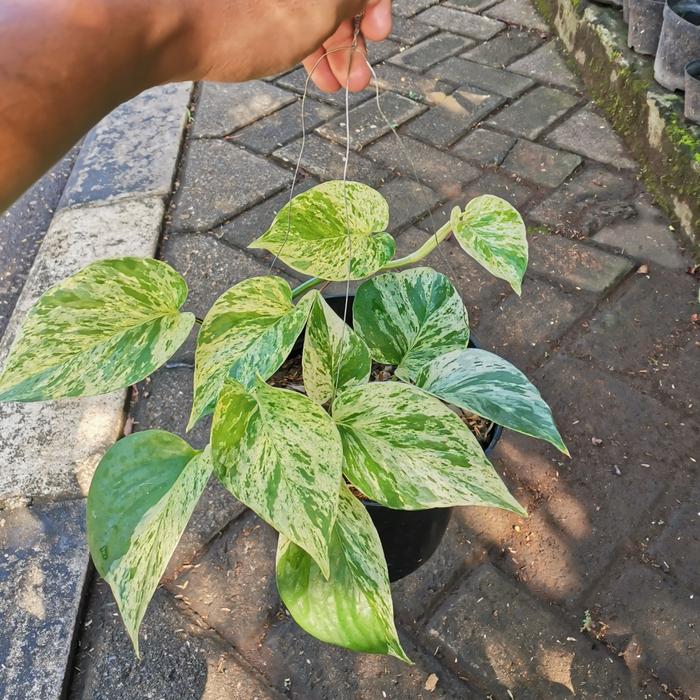 Gambar Tanaman sirih gading enjoy/ sirih gading satin/ brazil/ lemon - SUSU dari MEKAR INDAH_NEW undefined Tokopedia