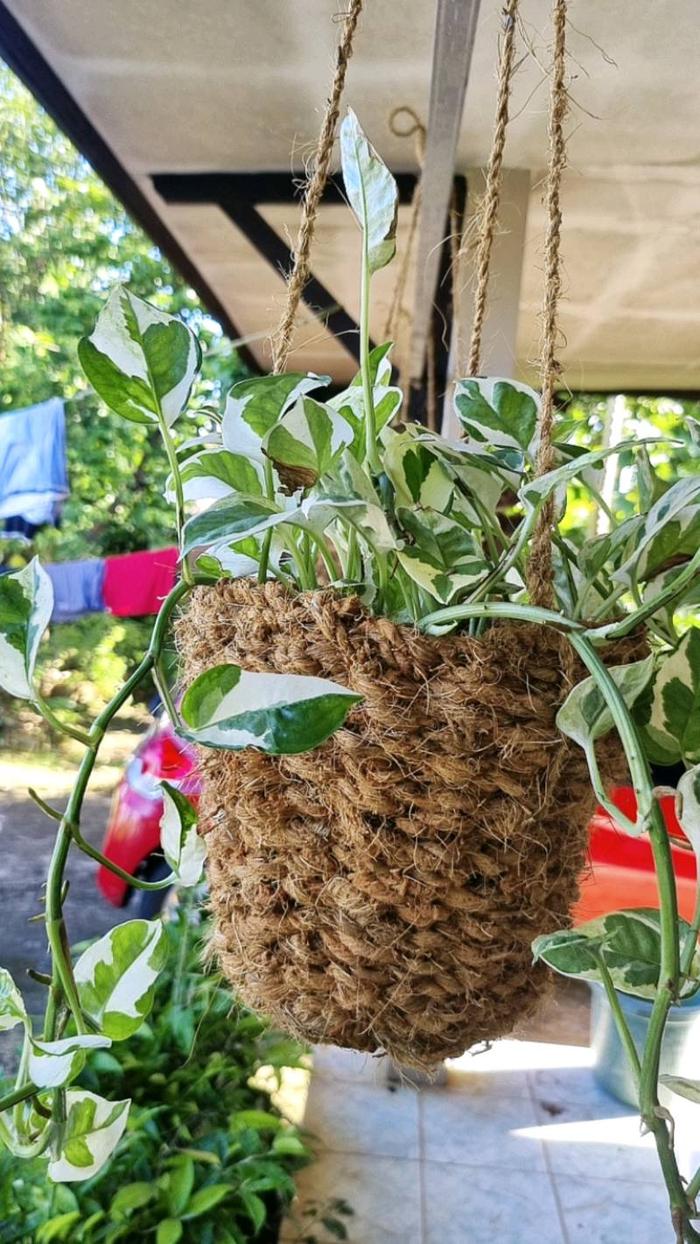 Gambar POT ANGGREK GANTUNG - POT SABUT KELAPA - POT GANTUNG - POT BUNGA HIAS dari jagat123 undefined Tokopedia