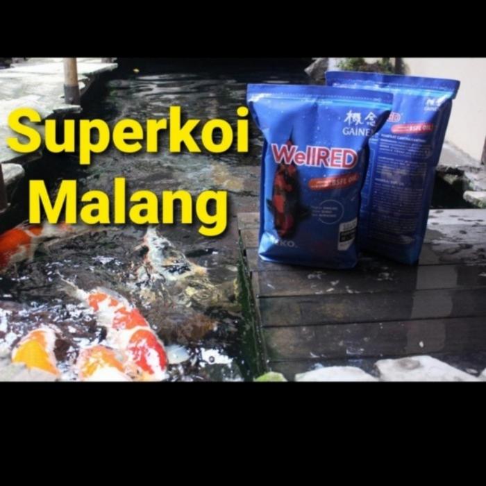 Gambar Wellgro Koi Gainen 2KG 2 KG Pakan Koi Ikan Pelet Well Gro Growth Grow - Well red ML dari Supergame Malang undefined Tokopedia