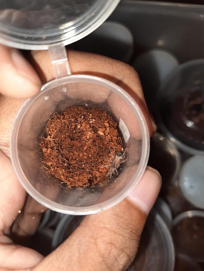 Brachypelma Hamori Sling | Tarantula 