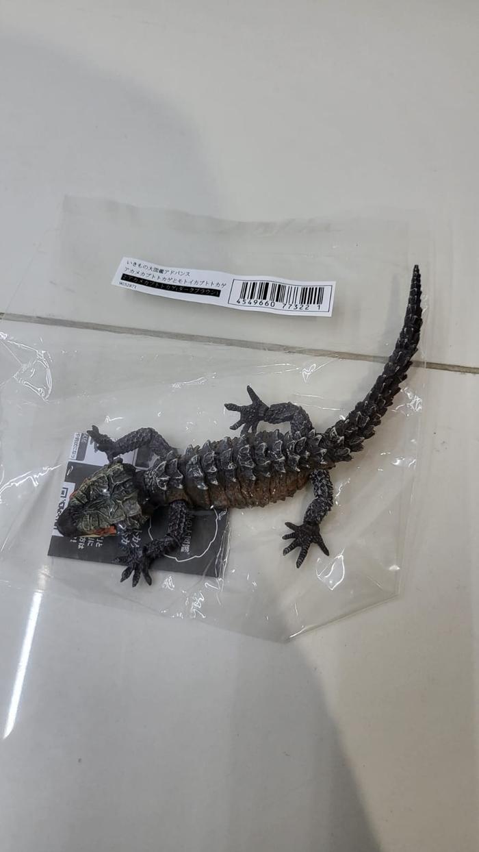 Gambar IKIMONO Tribolonotus / Crocodile skink - 871 dari GFM oLsHop undefined Tokopedia