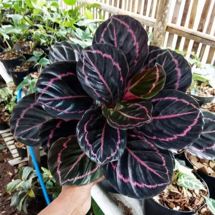 Jual tanaman calathea black lipstik pohon calatea black lipstik kalatea -  Kab. Bogor - Lestari Taman Indah | Tokopedia