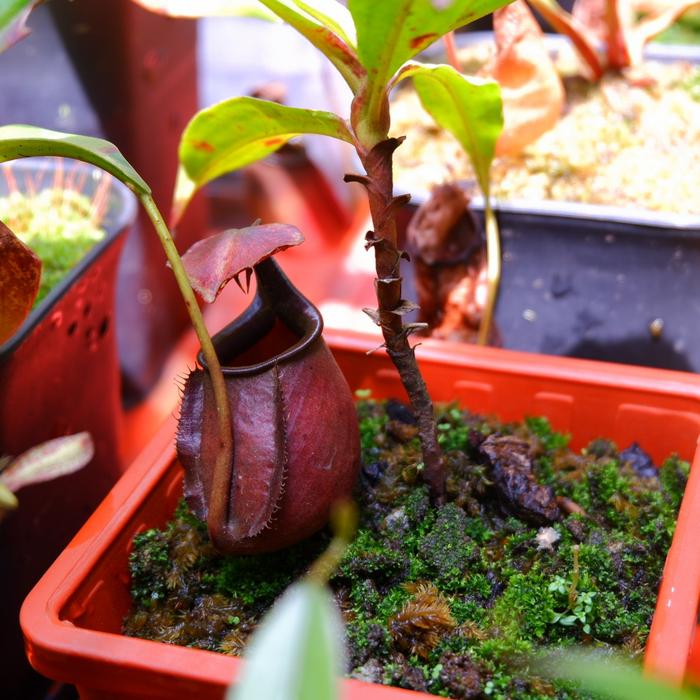 Gambar nepenthes bicalcarata kantong semar unik bertaring - Red besar dari Lapaktavor Exotic undefined Tokopedia
