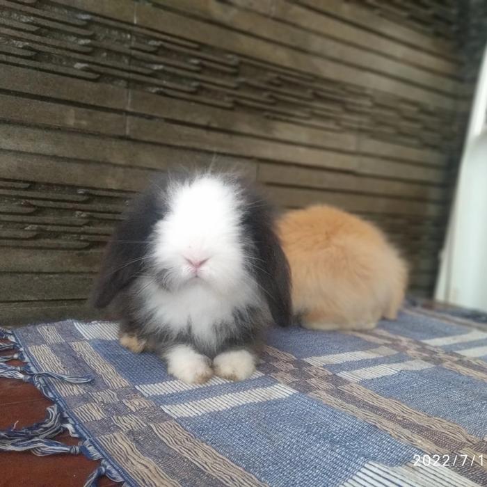 Gambar Kelinci hias fuzzy lop lucu - hitam putih dari raharabbit undefined 5 Tokopedia
