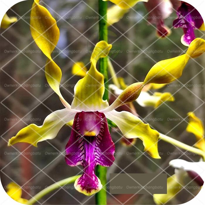 Gambar Seedling Anggrek Dendroboum Melintir Beli 10 Free 2 - Prof Arif S dari OKB orchid undefined Tokopedia