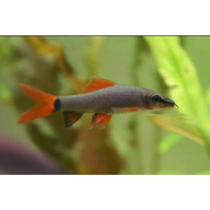 Gambar Ikan Hias Redfin Shark Hitam Dan Albino Aquascape - Redfin Rainbow, L dari Lobest Aquatic undefined Tokopedia