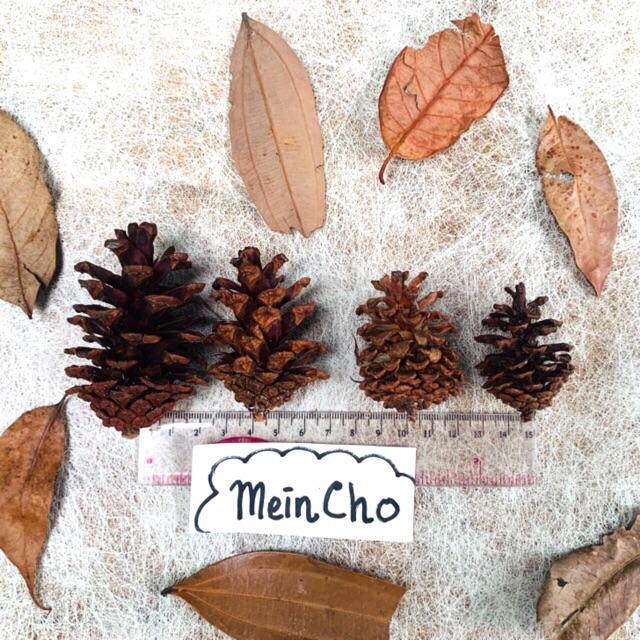 Gambar Buah Cemara BUKAN Buah Pinus Buah Pinus Bulat Besar Pine Cone - Cemara S 1buah dari MeinCho undefined Tokopedia