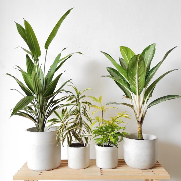 Gambar BROMO - INDOOR JUNGLE ROOM | Tanaman hias indoor dan pot semen - Plants Only dari Kinibotanica Studio undefined 5 Tokopedia