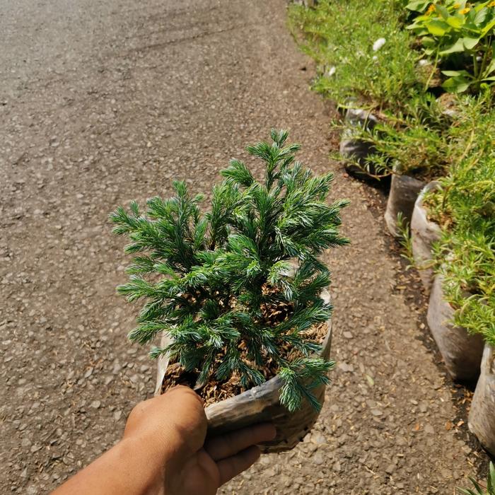 Gambar Tanaman cemara perak, pohon cemara perak silver pine - KECIL dari MEKAR INDAH_NEW undefined Tokopedia