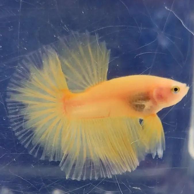 Gambar ikan hias cupang halfmoon yellow banana beta hm yellow - yellow, halfmoon dari Kalimaaquatic Part 5 undefined 4 Tokopedia