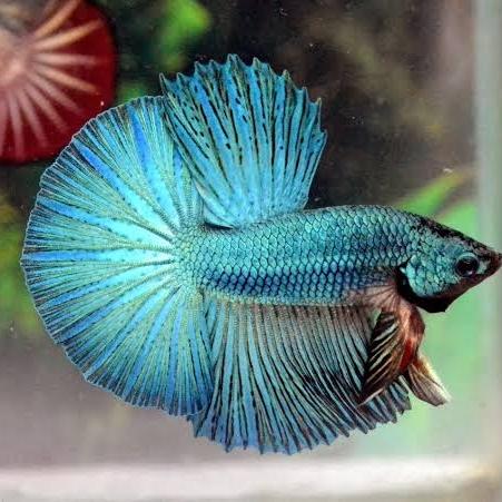Gambar ikan hias cupang halfmoon yellow banana beta hm yellow - yellow, halfmoon dari Kalimaaquatic Part 5 undefined 2 Tokopedia