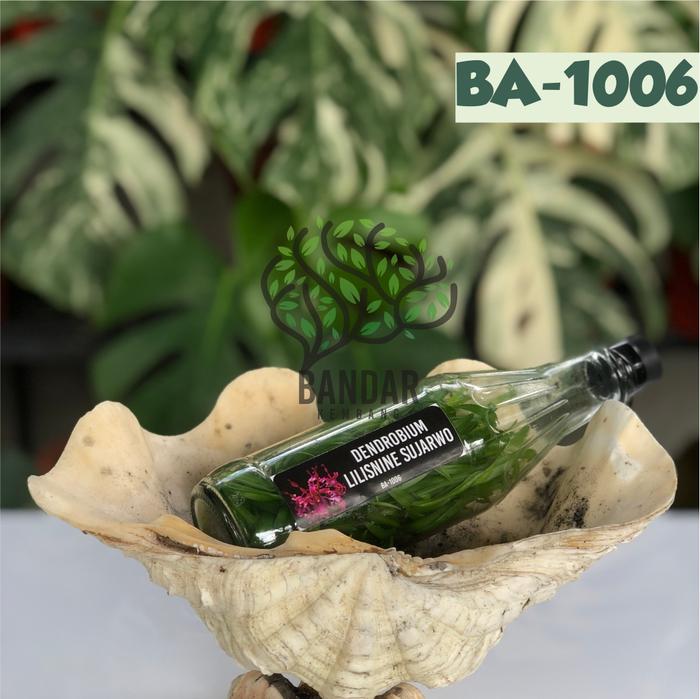 Gambar Anggrek Dendrobium Botolan Siap Aklim Bibit Anggrek Dendro Melintir - BA-1006 dari Bandar Kembang undefined Tokopedia