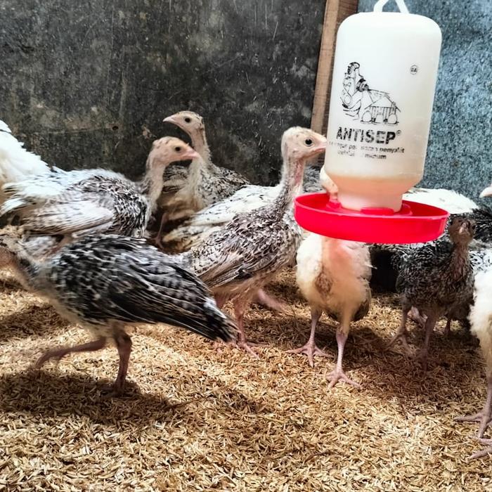 Gambar Ayam Kalkun dari kandang ayam hias undefined Tokopedia