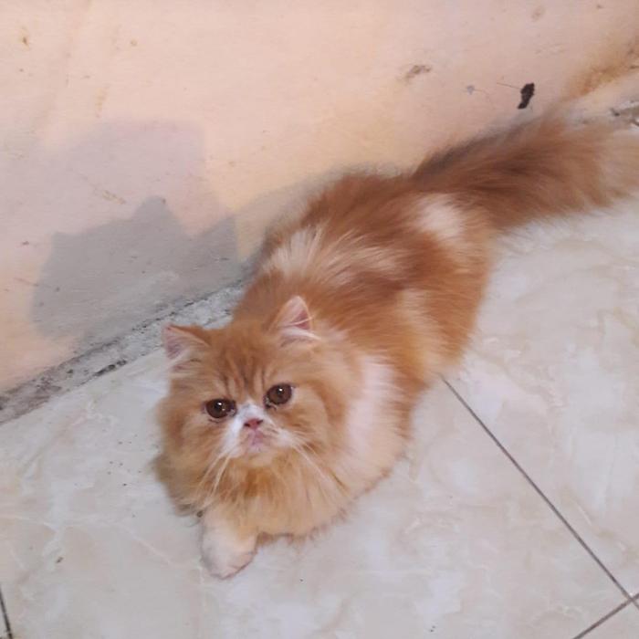 Gambar kucing persia betina 9 dari kaya ungkep presto undefined Tokopedia