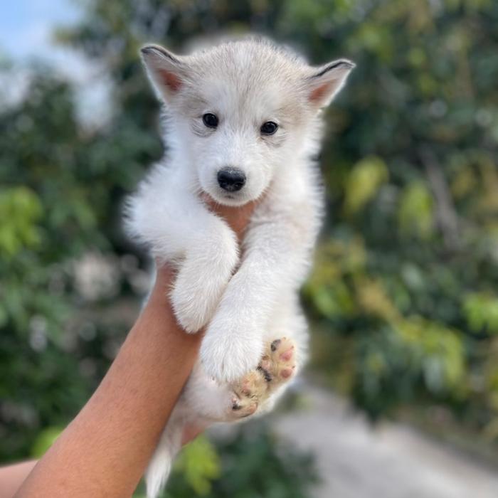 Gambar jual anjing husky dari Rjw petshop bandung undefined Tokopedia