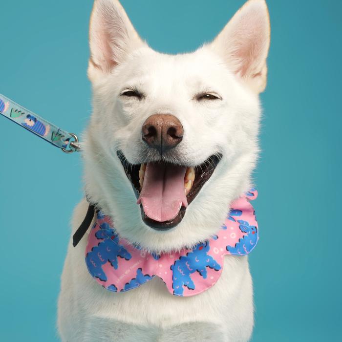 Gambar Furry Friends Dog Collar - L, Scallop Collar dari Liunic on Things undefined Tokopedia