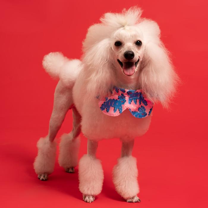 Gambar Furry Friends Dog Collar - M, Bandana Collar dari Liunic on Things undefined Tokopedia