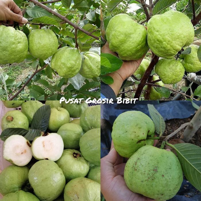 Gambar Bibit jambu kristal putih tanpa biji termurah dari pusatgrosirbibitt undefined Tokopedia