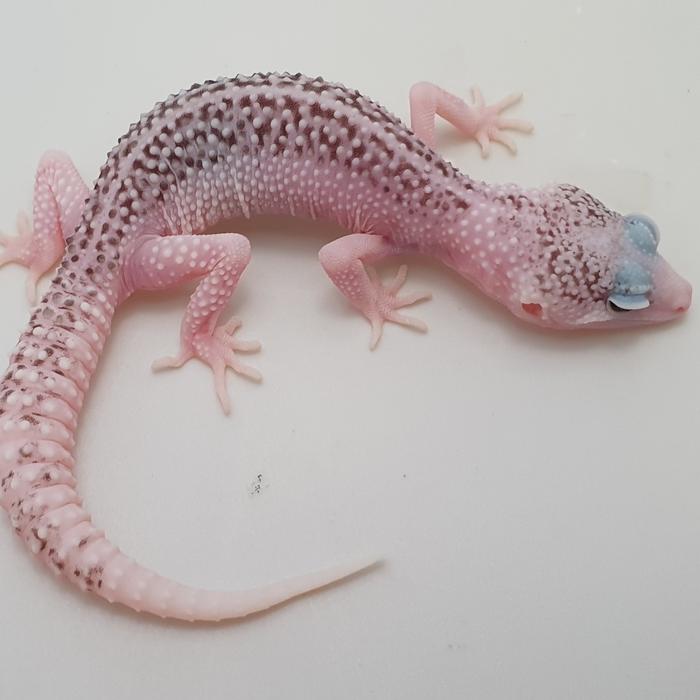 Gambar snow macksnow leopard gecko - pied (ss ecl) dari Theo.Reptile undefined Tokopedia