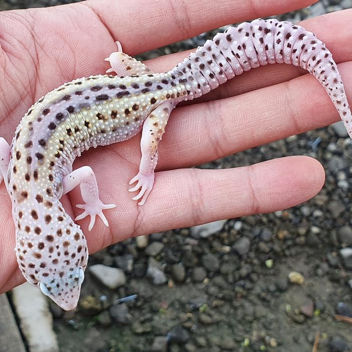 Gambar snow macksnow leopard gecko - snow eclipse dari Theo.Reptile undefined Tokopedia