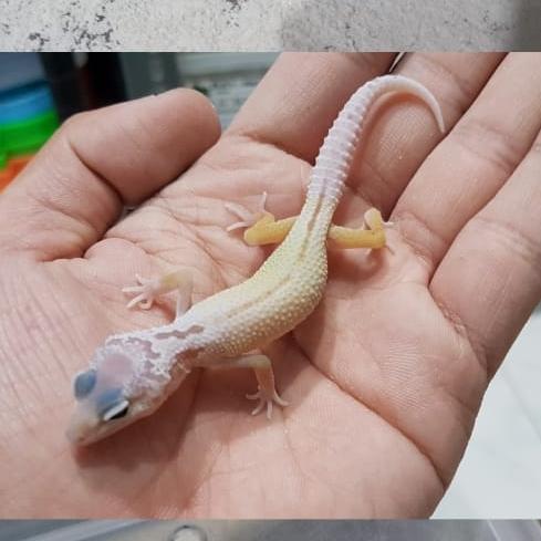 Gambar leopard gecko pilih sendiri edisi Eclipse - thypoon dari Theo.Reptile undefined Tokopedia