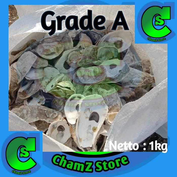 Gambar Oyster 1kg / Media filter oyster grade A / Oyster shell - oyster 1kg dari Chamzstore undefined Tokopedia