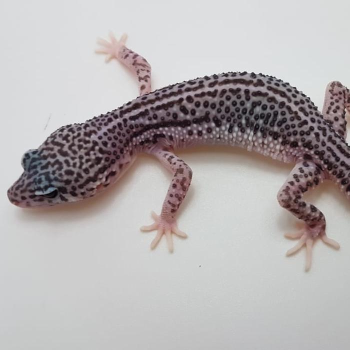 Gambar snow macksnow leopard gecko - supersnow dari Theo.Reptile undefined Tokopedia