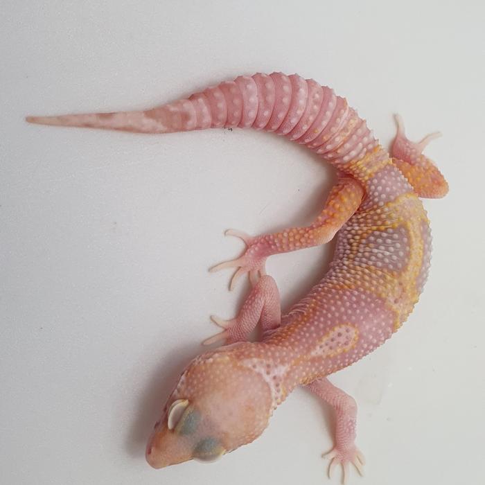Gambar snow macksnow leopard gecko - snow bell dari Theo.Reptile undefined Tokopedia