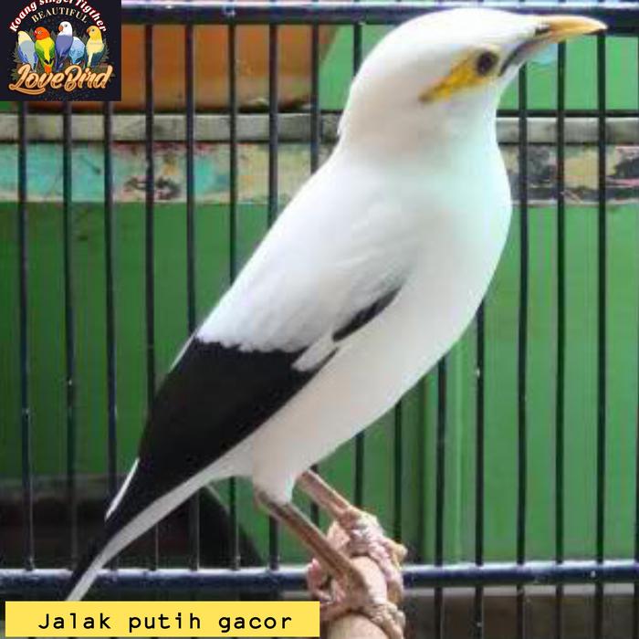 Jalak Putih Gacor