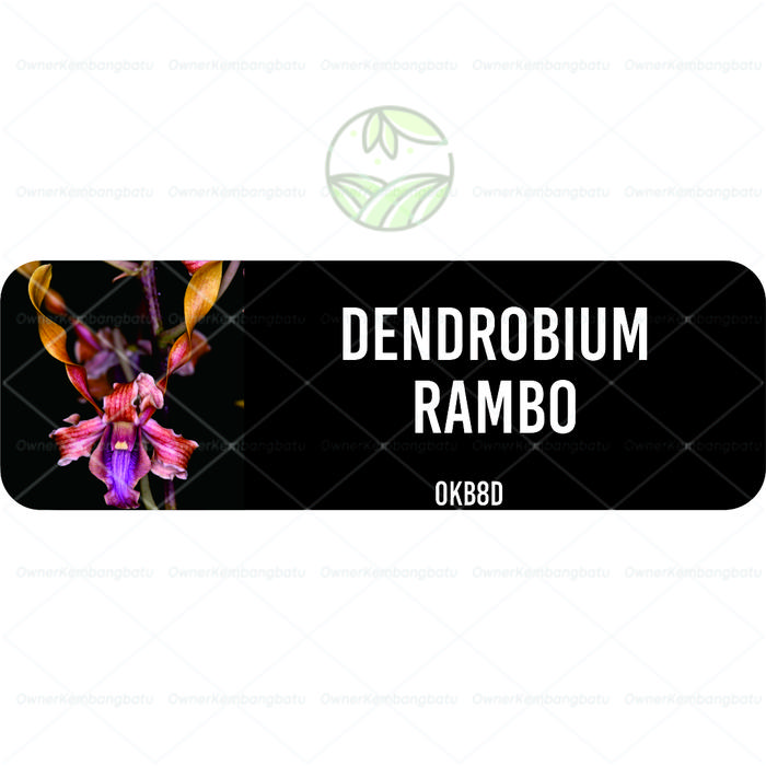 Gambar Anggrek Dendrobium Botolan Bibit - OKB8D dari OKB orchid undefined Tokopedia