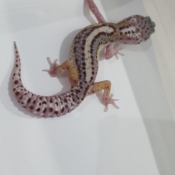 Gambar leopard gecko basic morph pilih sendiri - bold stripe dari Theo.Reptile undefined Tokopedia