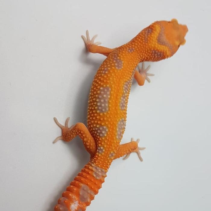 Gambar leopard gecko basic morph pilih sendiri - tremper emes dari Theo.Reptile undefined Tokopedia