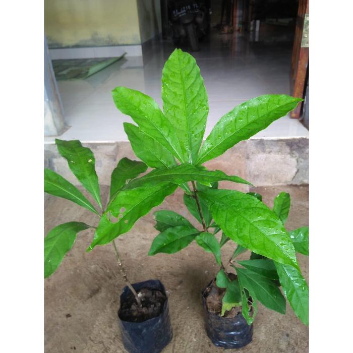 Gambar bibit pohon Putat siap tanam dari Tanaman Hias dan Herbal_NEW undefined Tokopedia