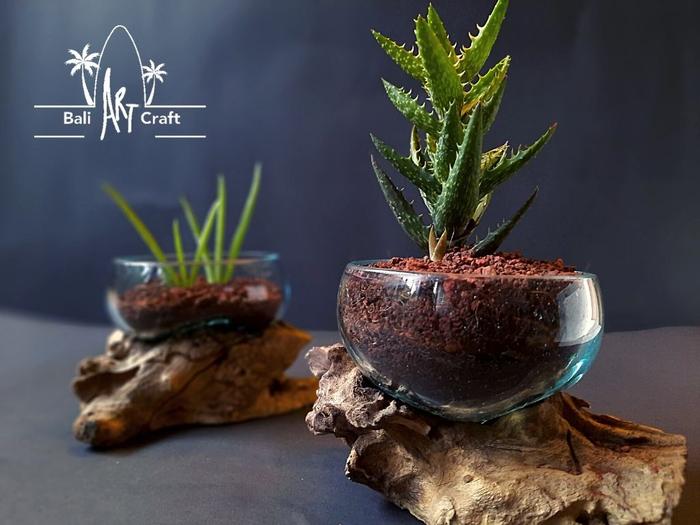 Gambar Pot Unik Terrarium Kaca Mangkuk Mini - Hiasan Meja - Kado Tanaman - Bubble + Vernis dari Bali Art Craft undefined Tokopedia