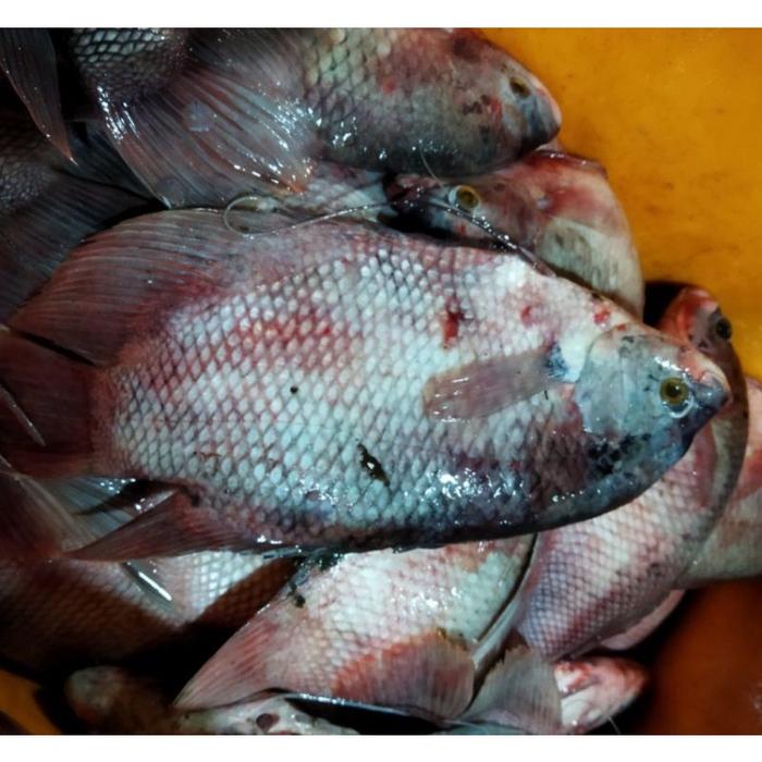 Gambar Ikan Gurame Kualitas SEGAR 1Kg Dan BERGARANSI - /PACK, 1Kg 2/3Ekor dari Fresh Seafood Daily10 undefined Tokopedia