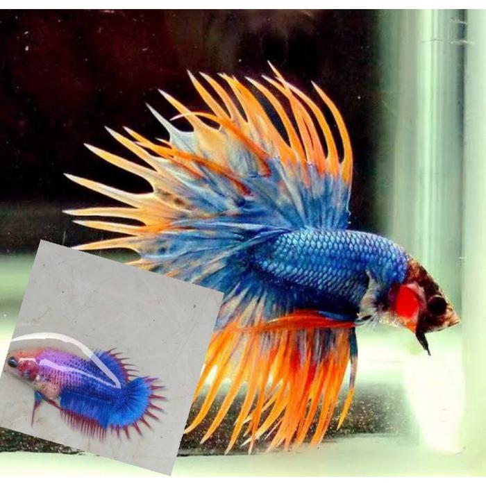 Gambar Ikan cupang Hias Serit - sepasag cupang crowntail dari mimin barokah11 undefined Tokopedia