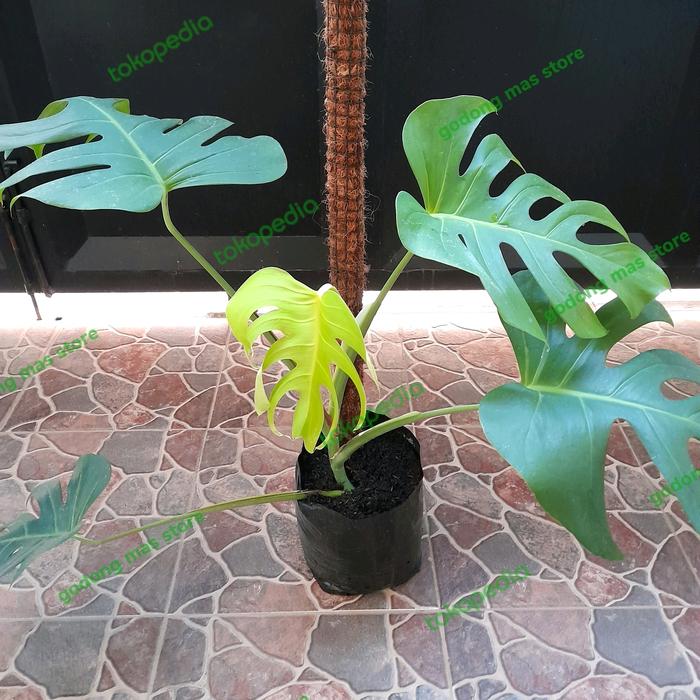 Gambar "PROMO JUMBO" monstera deliciosa (real pict) dari godong mas store undefined Tokopedia