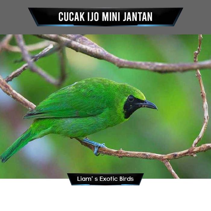 Gambar Burung Cucak Ijo Mini Rawatan Mulus - Jantan dari LiamExoticBird undefined Tokopedia
