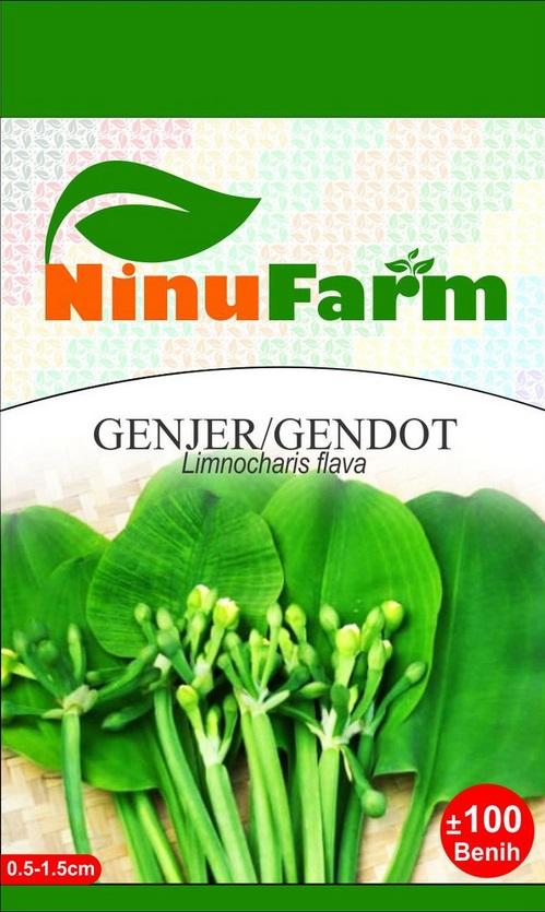 Gambar BIBIT GENJER / BIBIT GENDOT / BENIH GENJER / BENIH GENDOT / NINUFARM dari Handigofarm undefined Tokopedia