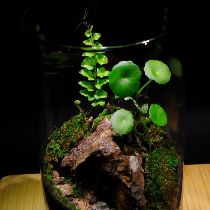 Gambar Vallurium - Forest Terrarium / Home Ornamental Plant / Terrarium Hutan - belum tersusun dari Terrarium.jakarta undefined Tokopedia