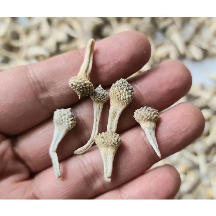 Gambar Empot Mpot Ayam Putih Utuh Asli Original - Sedang dari Dyan Official undefined Tokopedia