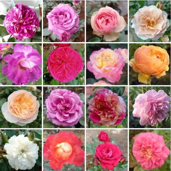 Gambar Promo Tanaman Hias Bunga Mawar Sudah Berbunga Mawar Import-Mawar Wangi - Random dari Rea Flora undefined Tokopedia