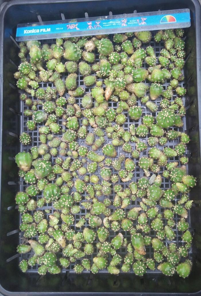 Gambar Kaktus Ecinopsis Subdenudat (potelan) - L Tanpa Akar dari KAKTUSUK.ID undefined Tokopedia