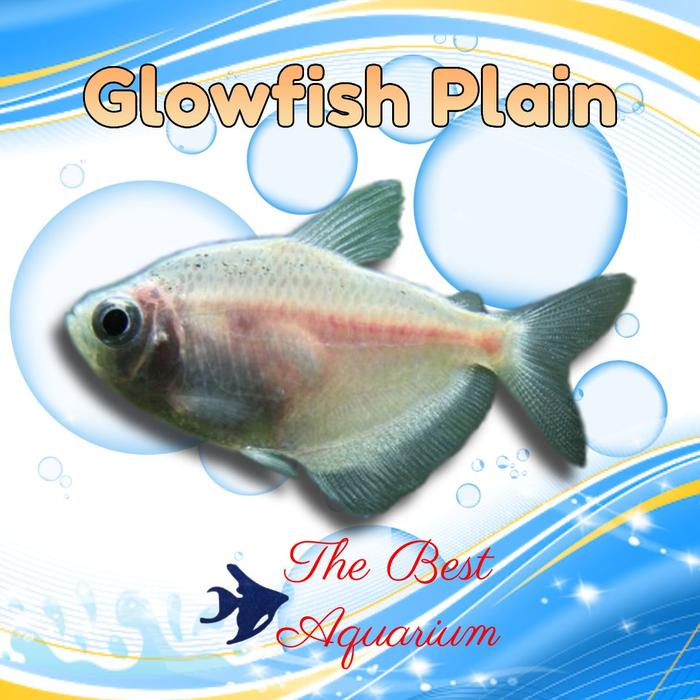 Gambar Glowfish - Plain dari TBA Surabaya undefined Tokopedia