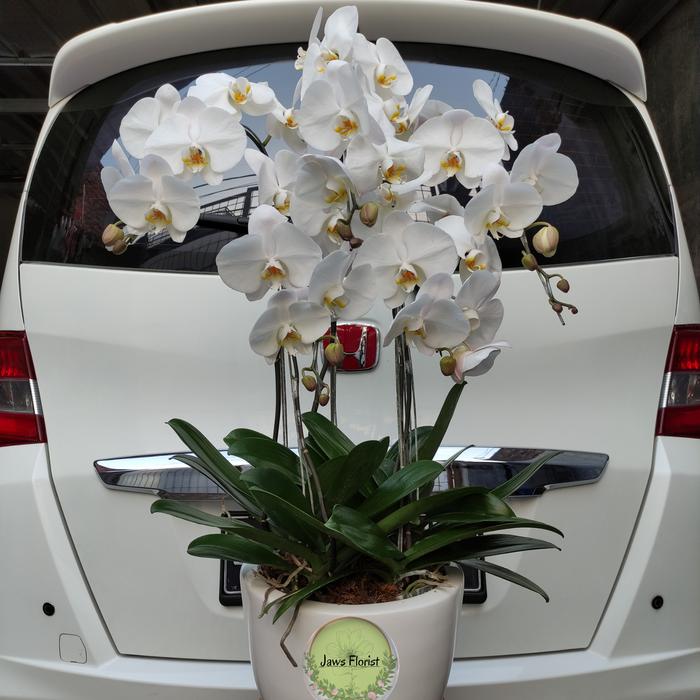 Gambar Bunga Anggrek Bulan Putih (5 Tangkai & Pot) - Putih dari JAWS FLORIST undefined Tokopedia