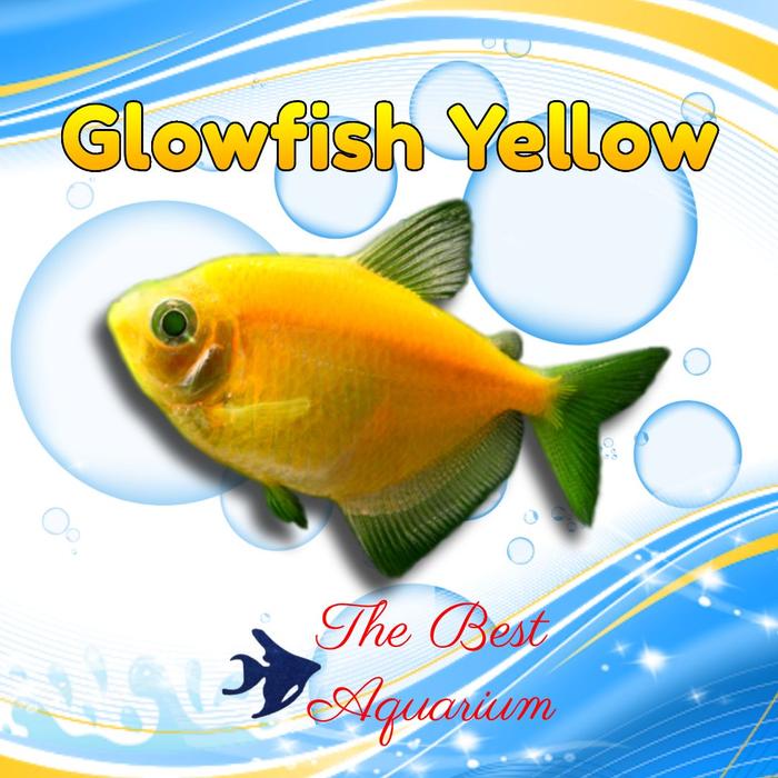 Gambar Glowfish - Kuning dari TBA Surabaya undefined Tokopedia