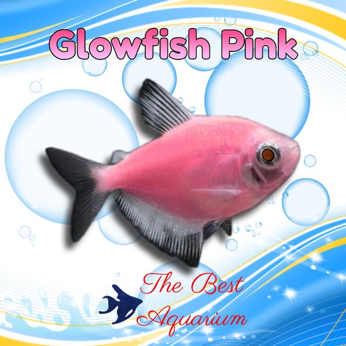 Gambar Glowfish - Merah Muda dari TBA Surabaya undefined Tokopedia