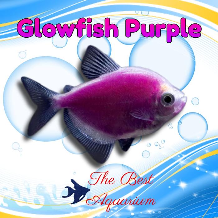 Gambar Glowfish - Ungu dari TBA Surabaya undefined Tokopedia