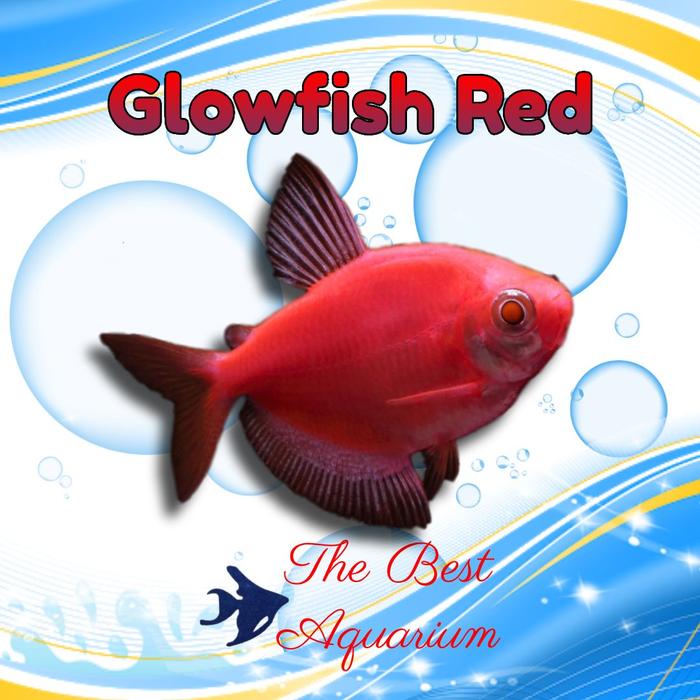 Gambar Glowfish - Merah dari TBA Surabaya undefined Tokopedia